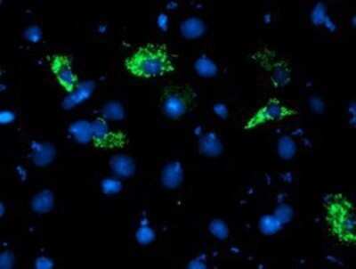 Immunocytochemistry/ Immunofluorescence: NDUFA5 Antibody (OTI1E8) - Azide and BSA Free [NBP2-72904]