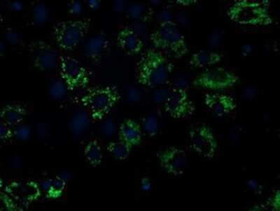Immunocytochemistry/ Immunofluorescence: NDUFA7 Antibody (OTI2G4) [NBP2-00564]