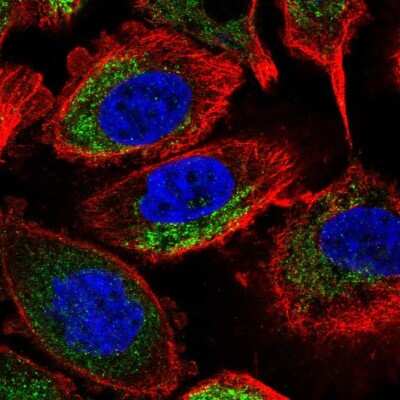 Immunocytochemistry/ Immunofluorescence: NDUFA7 Antibody [NBP2-31758]