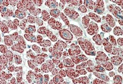 Immunohistochemistry-Paraffin: NDUFA7 Antibody [NBP2-26161]