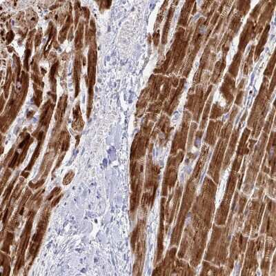 Immunohistochemistry-Paraffin: NDUFA7 Antibody [NBP2-31758]