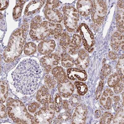 Immunohistochemistry-Paraffin: NDUFA7 Antibody [NBP2-31758]