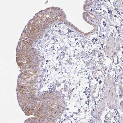 Immunohistochemistry-Paraffin: NDUFA7 Antibody [NBP2-31758]