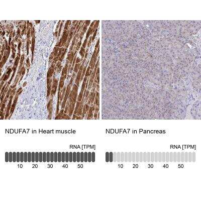 Immunohistochemistry-Paraffin: NDUFA7 Antibody [NBP2-31758]