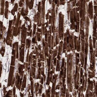 Immunohistochemistry-Paraffin: NDUFA7 Antibody [NBP2-57928]