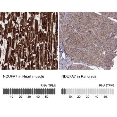 Immunohistochemistry-Paraffin: NDUFA7 Antibody [NBP2-57928]