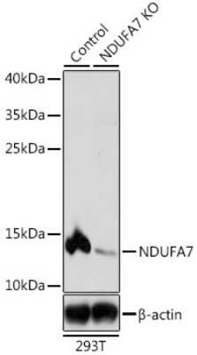Knockout Validated: NDUFA7 Antibody - BSA Free [NBP3-03240]
