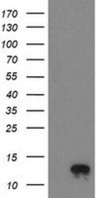 Western Blot: NDUFA7 Antibody (OTI2G4)Azide and BSA Free [NBP2-72909]