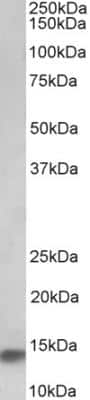 Western Blot: NDUFA7 Antibody [NBP2-26162]