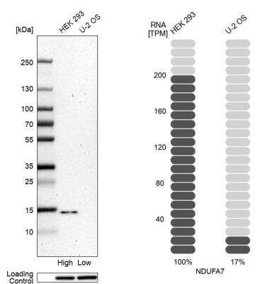 Western Blot: NDUFA7 Antibody [NBP2-31758]