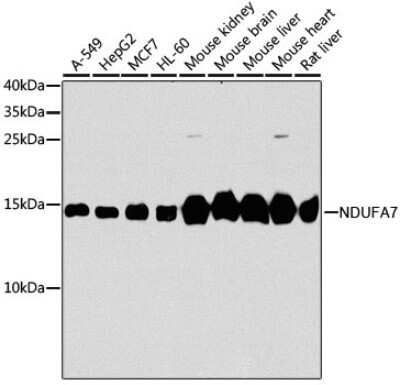 Western Blot: NDUFA7 AntibodyBSA Free [NBP3-03240]