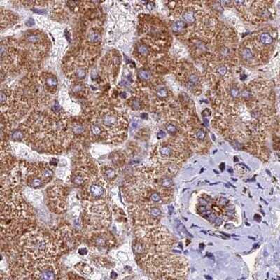 Immunohistochemistry-Paraffin: NDUFA8 Antibody [NBP1-82661]