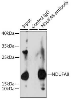 Western Blot: NDUFA8 AntibodyAzide and BSA Free [NBP2-93802]