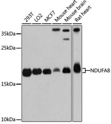 Western Blot: NDUFA8 AntibodyAzide and BSA Free [NBP2-93802]