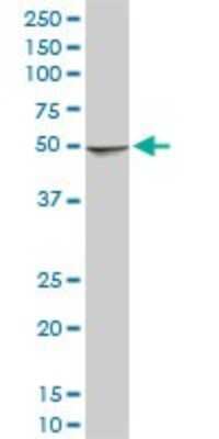 Western Blot: NDUFA9 Antibody (3D7) [H00004704-M01]