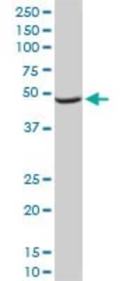 Western Blot: NDUFA9 Antibody (3D7) [H00004704-M01]