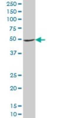 Western Blot: NDUFA9 Antibody (3D7) [H00004704-M01]