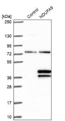 Western Blot: NDUFA9 Antibody [NBP2-13646]