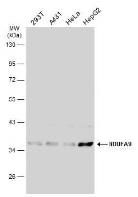 Western Blot: NDUFA9 Antibody [NBP3-13135]