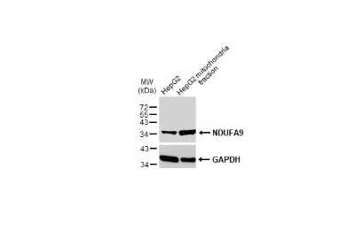 Western Blot: NDUFA9 Antibody [NBP3-13135]