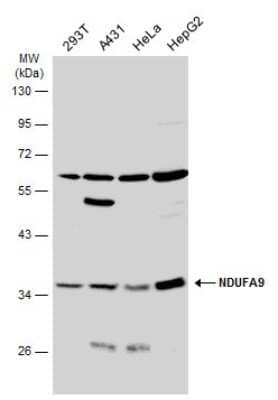 Western Blot: NDUFA9 Antibody [NBP3-13155]