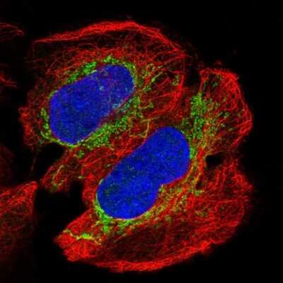 Immunocytochemistry/ Immunofluorescence: NDUFAB1 Antibody [NBP2-33710]