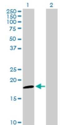 Western Blot: NDUFAB1 Antibody [H00004706-D01P]