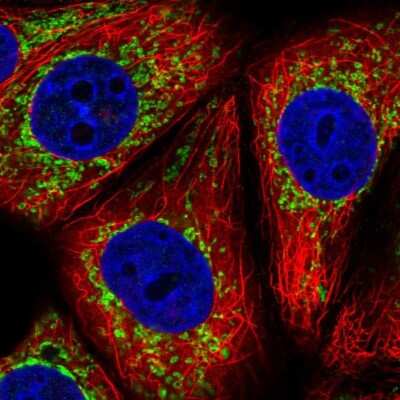Immunocytochemistry/ Immunofluorescence: NDUFAF2 Antibody [NBP2-56048]