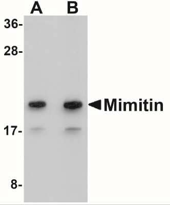 Western Blot: NDUFAF2 AntibodyBSA Free [NBP2-41116]