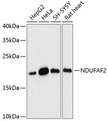 Western Blot: NDUFAF2 AntibodyAzide and BSA Free [NBP2-93263]