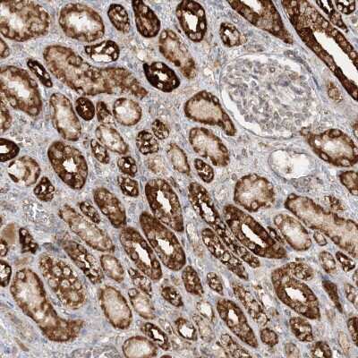 Immunohistochemistry-Paraffin: NDUFAF3 Antibody [NBP1-89382]