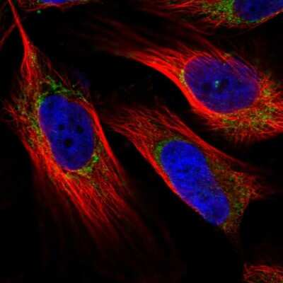 Immunocytochemistry/ Immunofluorescence: NDUFAF4 Antibody [NBP1-92171]