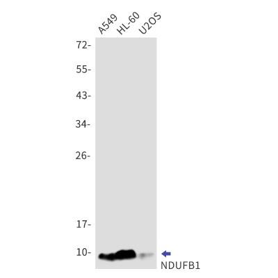 Western Blot: NDUFB1 Antibody (S04-4H3) [NBP3-19813]