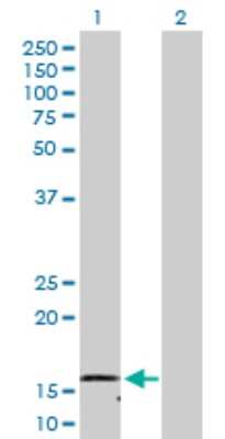 Western Blot: NDUFB1 Antibody [H00004707-D01P]