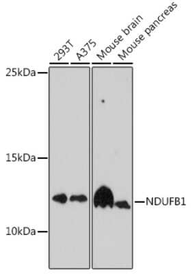 Western Blot: NDUFB1 AntibodyAzide and BSA Free [NBP3-15500]