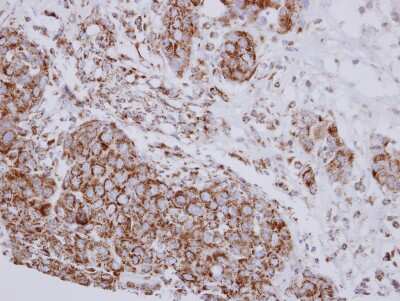 Immunohistochemistry-Paraffin: NDUFB10 Antibody [NBP2-19503]