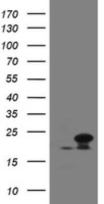 Western Blot: NDUFB10 Antibody (OTI1H6)Azide and BSA Free [NBP2-72915]