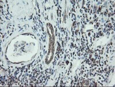 Immunohistochemistry: NDUFB10 Antibody (OTI1H6) [NBP2-46118]