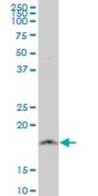 Western Blot: NDUFB11 Antibody (4B2) [H00054539-M08]