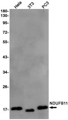 Western Blot: NDUFB11 Antibody (S08-7D9) [NBP3-15064]