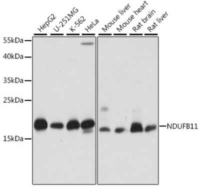 Western Blot: NDUFB11 AntibodyAzide and BSA Free [NBP2-93342]