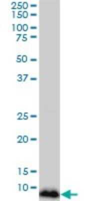 Western Blot: NDUFB3 Antibody (6C6) [H00004709-M01]