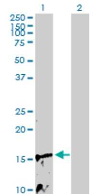 Western Blot: NDUFB3 Antibody [H00004709-D01P]