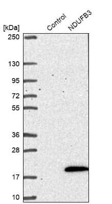 Western Blot: NDUFB3 Antibody [NBP1-88929]