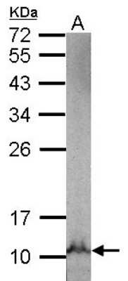 Western Blot: NDUFB3 Antibody [NBP2-19504]