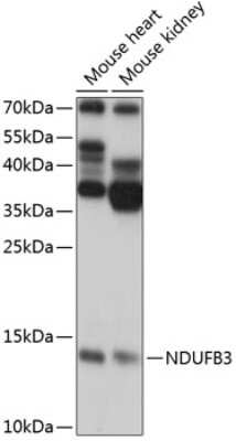 Western Blot: NDUFB3 AntibodyAzide and BSA Free [NBP2-93366]