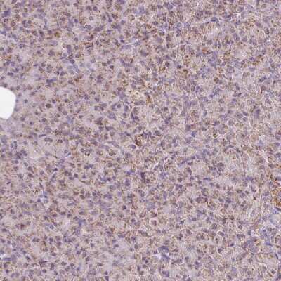 Immunohistochemistry-Paraffin: NDUFB4 Antibody [NBP2-33626]