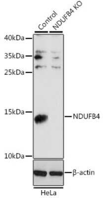 Knockout Validated: NDUFB4 Antibody - Azide and BSA Free [NBP3-03538]