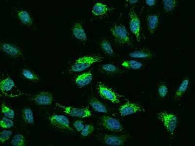 Immunocytochemistry/ Immunofluorescence: NDUFB5 Antibody [NBP2-97853]