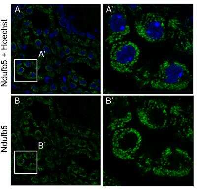 Immunohistochemistry-Frozen: NDUFB5 Antibody [NBP1-85607]